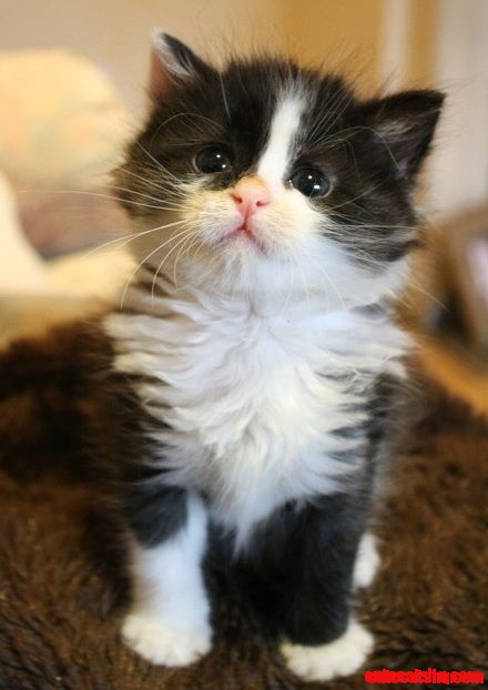 Little Kitty