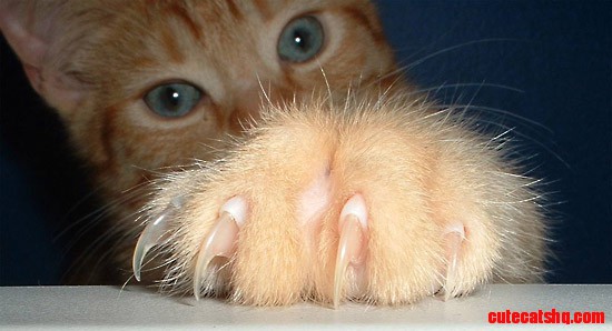 Little Claws