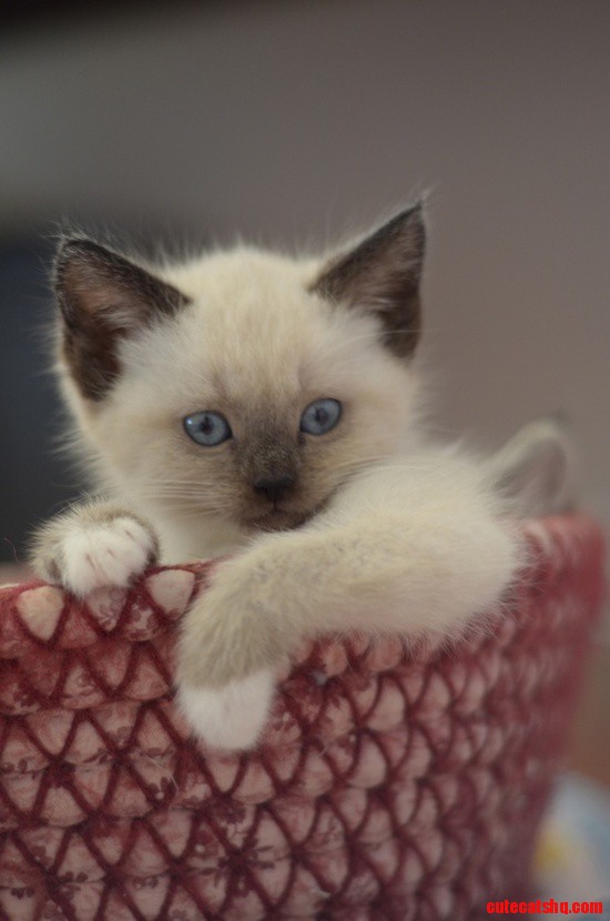 Little Cute Kitten