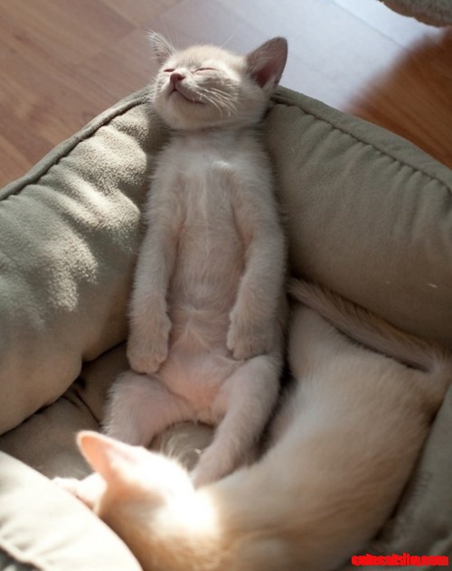 Little Dreaming Kitties.