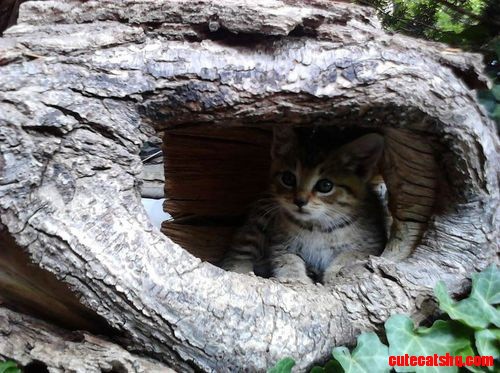 Little Scared Kitten