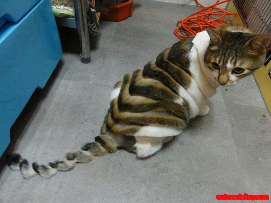 Lol Cat Haircut!