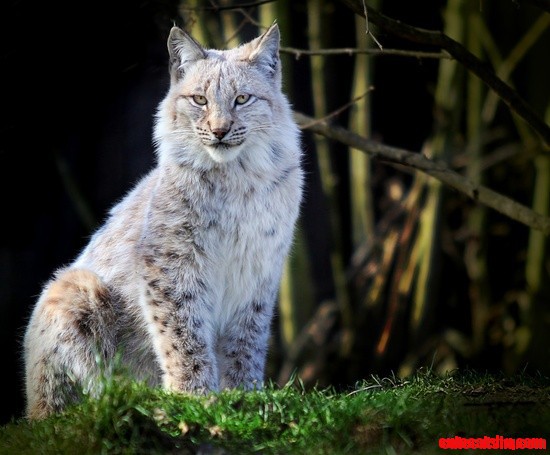 Lynx