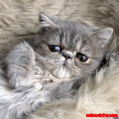 Magie Noire Exotic Cat