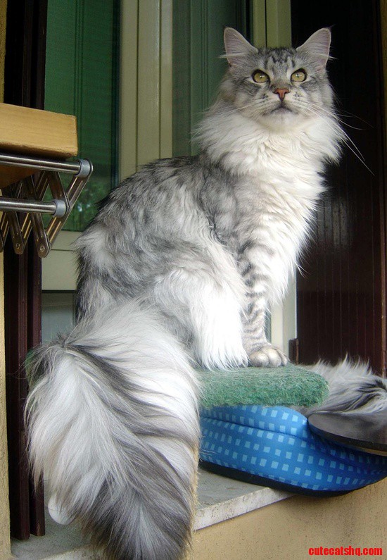 Maine Coon -  Beautiful Cat - I Prefer the Darker Colors, but They're All Beautiful &#038; Very Strong Cats