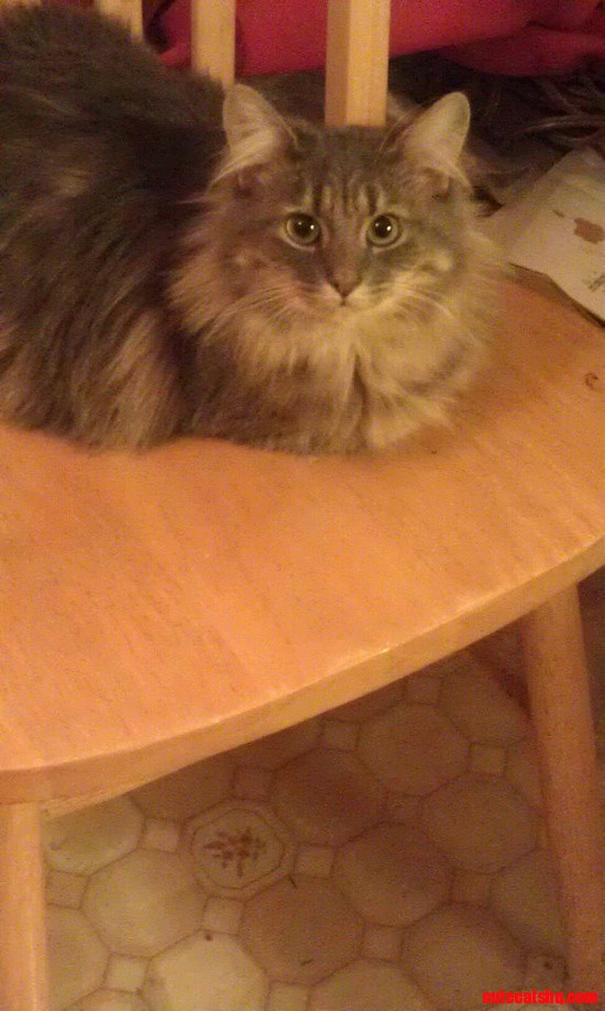 Maine Coon Cat Breed