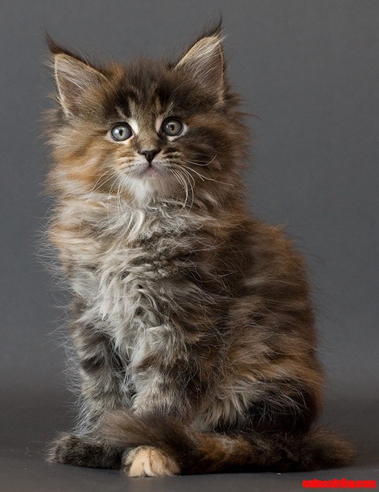 Maine Coon Kitten