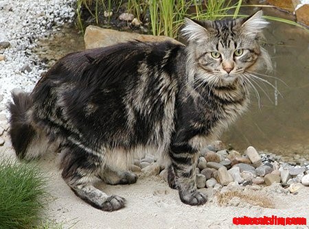 Maine Coon Cat