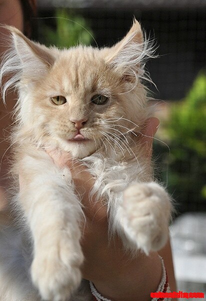 Maine Coon Cute Kitten