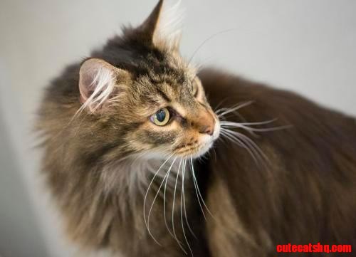 Maine Coon