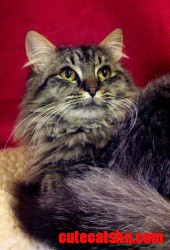 Maine Coon Mix