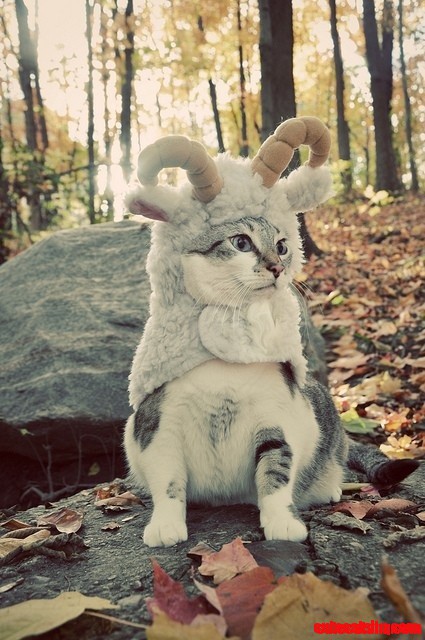 Meanwhile in Narnia