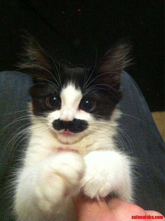 Meow-stache.