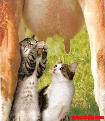 Milk Shake Mother Lode