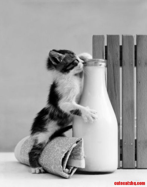 Milk...gimme!
