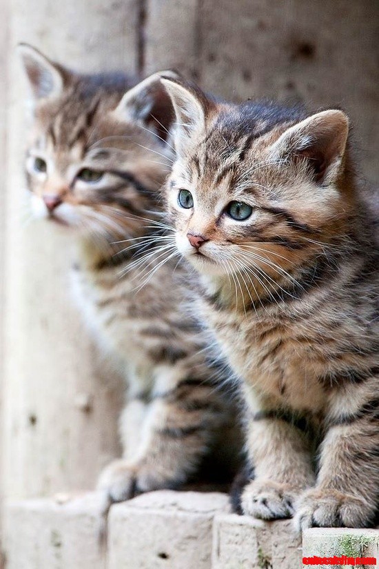 Mirror Image