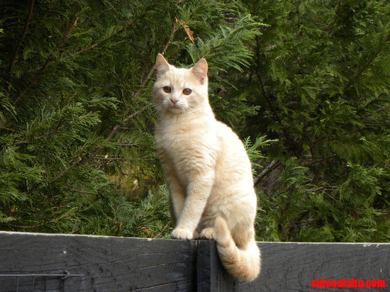 Miss Kitty