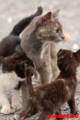 Mom and Kittens