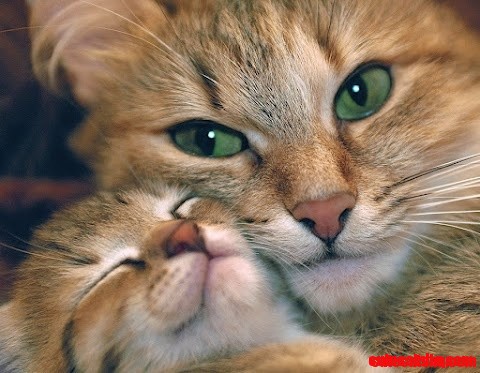 Mom and Kitty Love