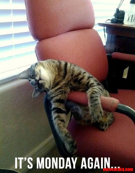 Monday Cat