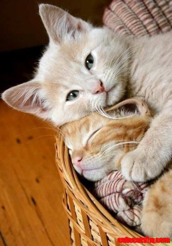 Mother and Kitten - Adorable