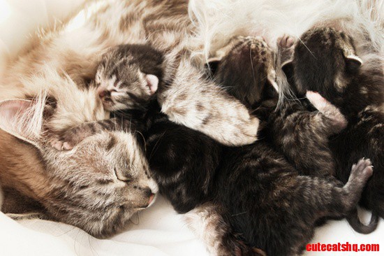 Mother Cat and Her Newborn Kittens