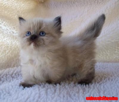 Munchkin Cat