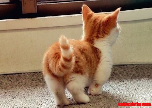 Munchkin Kitten