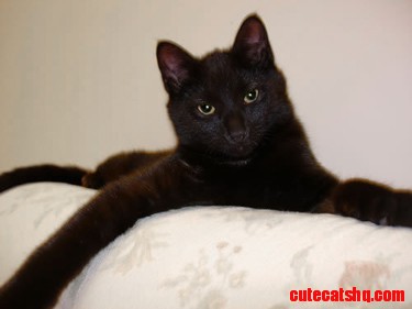 My Black Cat Boris