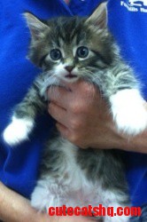 My Cute Little Kitten