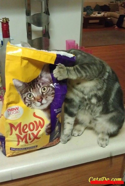 My Cat Lol