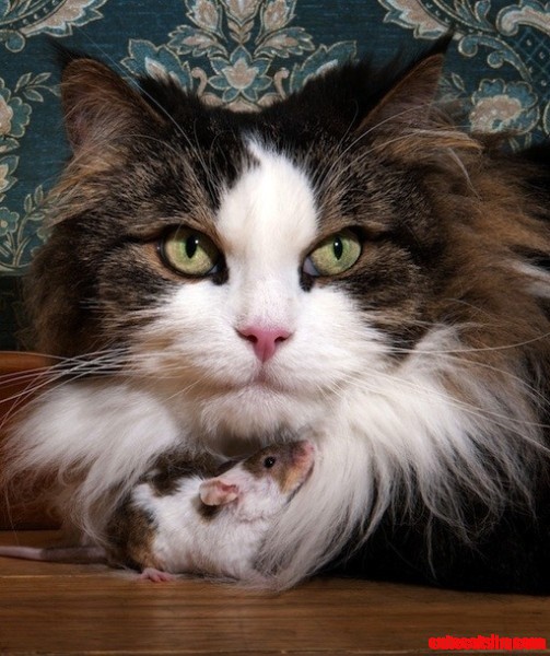 My Kitty Friend