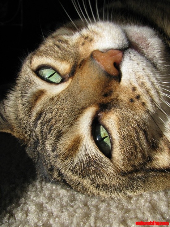 Nala Cat
