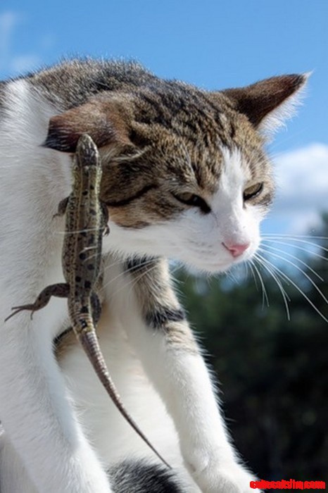 Never Play with Lizards!