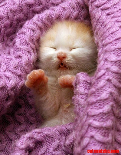 New Born Baby Cat!