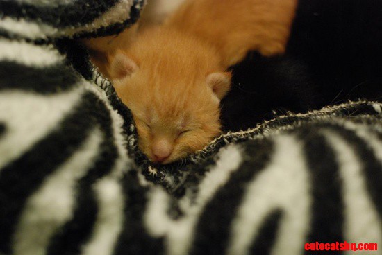 New Born Kitten
