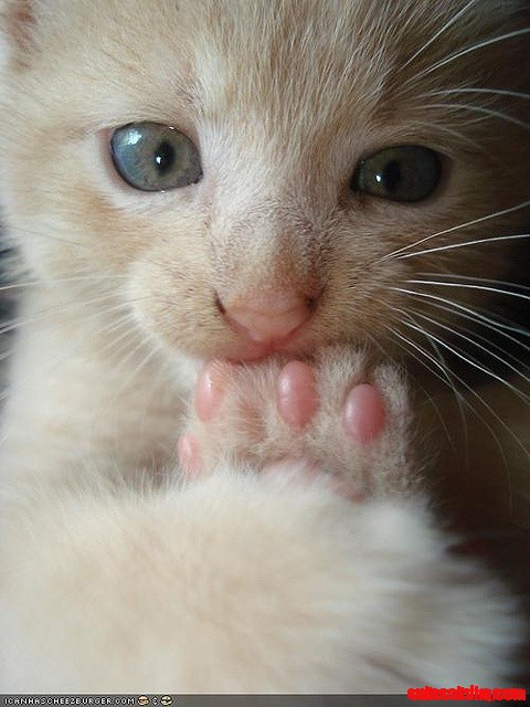 Nibblin' on Toes