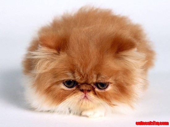 Nice Persian Cat