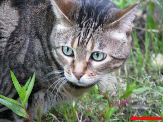 Nikita Bengal Cat