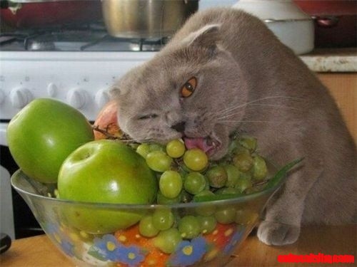Nom Nom Nom.