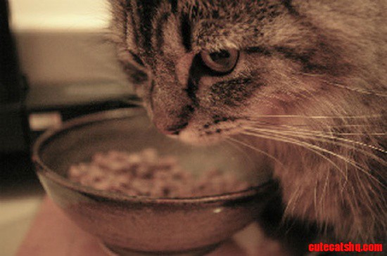 Nora Eats Primarily Dry Food