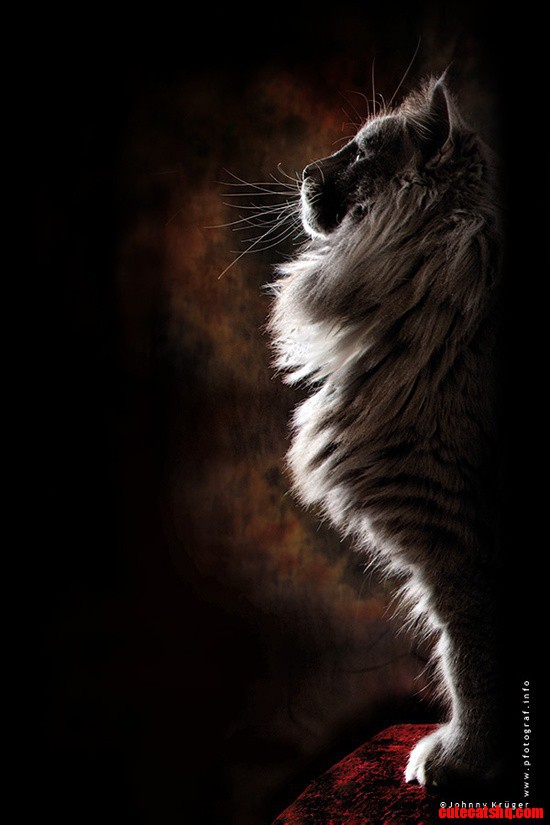 Nordic Sphinx - Norwegian Forest Cat Posing Like a War God Statue or a Nordic Sphinx