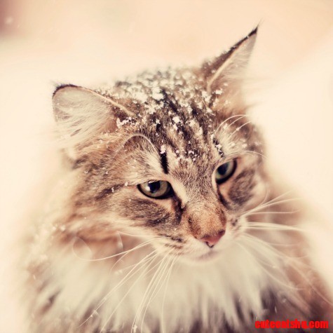 Norwegian Forest Cat