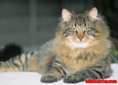 Norwegian Forest Cat