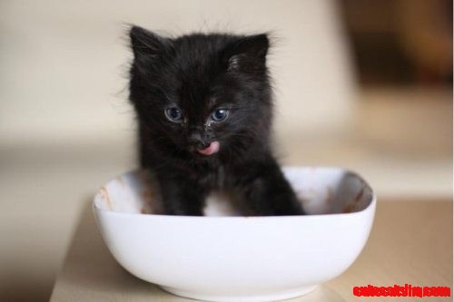 Not All Are Cats and Dogs on This Page but There Are Many Cute Ones Included.