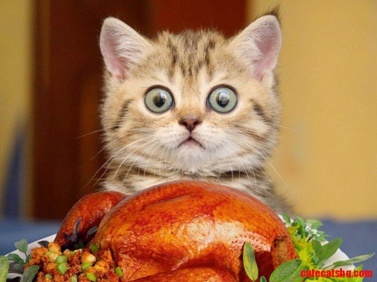 Omg! How Will That Fit in My Belly?!
