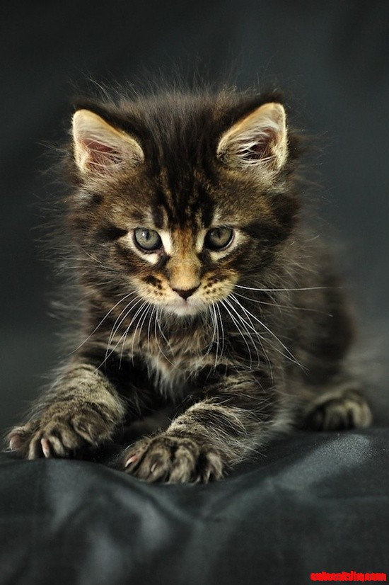 Odin Maine Coon Kitten Looking for Trouble
