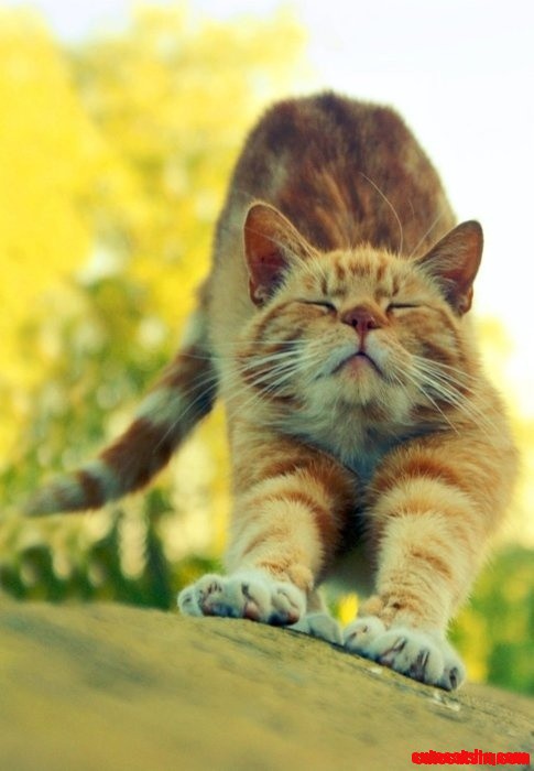 Oh Kitty, That Feels Good