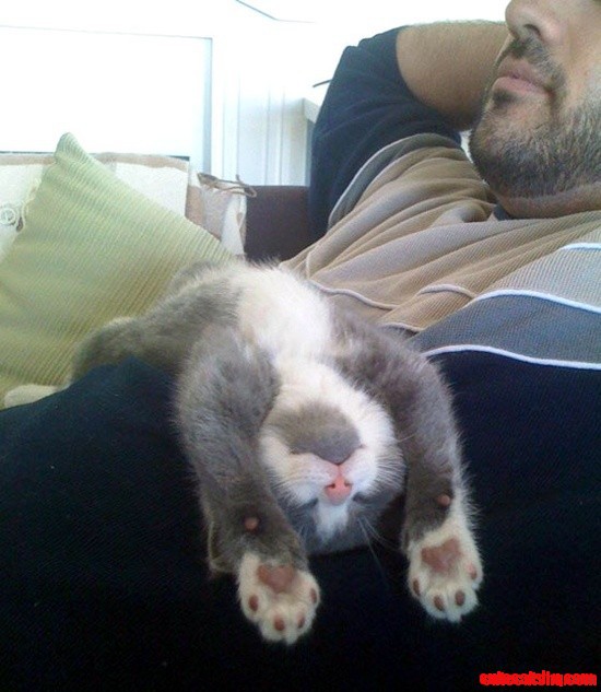 Oh My Gosh, This Is Adorable Kitty Frandship!