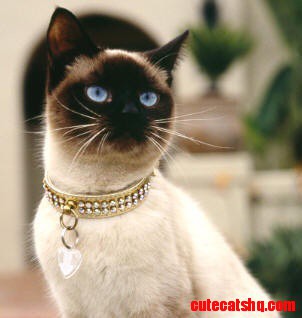 Old Style Siamese Cat
